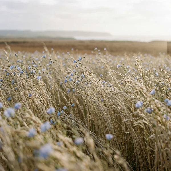 Slow-grown flax